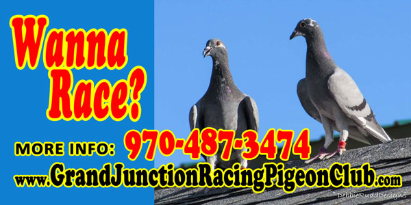 Pigeon Racing in Grand Junction Colorado